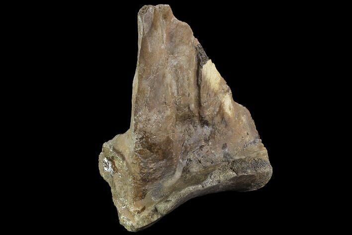 Tyrannosaurus Rex Astragalus (Ankle Bone) - Montana #97618